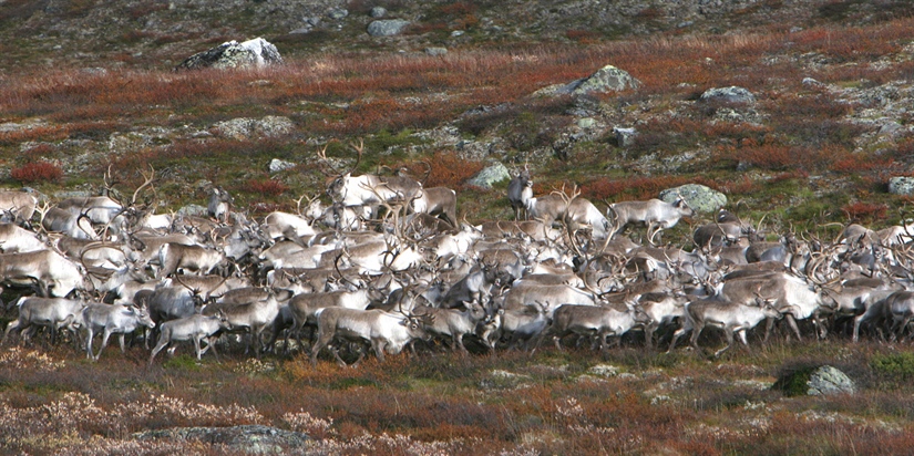 Godt soppår ga mer radioaktivitet i villrein